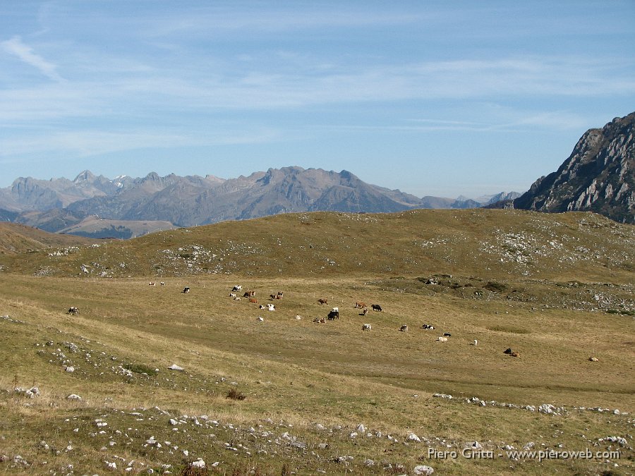 gherardi-lu 018.jpg - Mandria ancora al pascolo ai Piani d'Alben